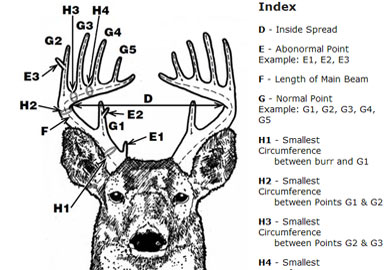 deer rack size chart - Part.tscoreks.org