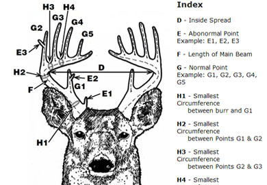 Whitetail Deer Size Chart